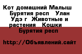 Кот домашний Малыш - Бурятия респ., Улан-Удэ г. Животные и растения » Кошки   . Бурятия респ.